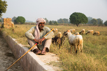 A Shepherd Sitting in Farm