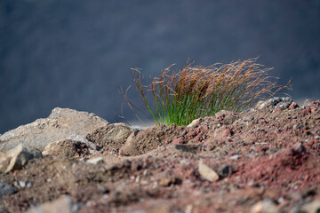 Grassy landscape of plants growing in lava rock at Fagradalsfjall Volcano Iceland