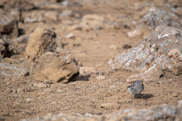 Landscape of field of lava rocks at Fagradalsfjall Volcano Iceland
