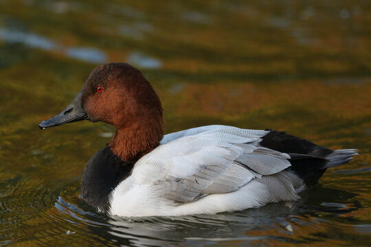 A drake Canvasback Duck, Aythya valisineria, swimming on a pond at Slimbridge wetland wildlife reserve.
