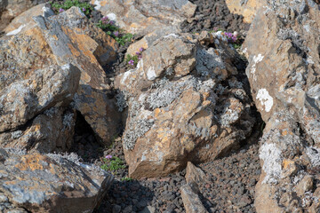 Landscape of lichen growing on lava rocks at Fagradalsfjall Volcano Iceland