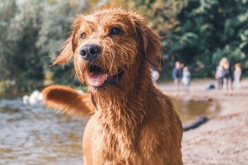 Day at the dog beach
