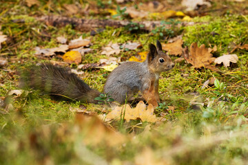 Eurasian red squirrel, Sciurus vulgaris stopping on the ground covered with leaves in Estonian boreal forest.