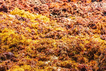 Red seaweed sargazo texture at beach Playa del Carmen Mexico.