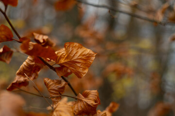 Dry hazel leaves. Autumn in the forest.