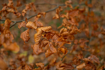 Dry hazel leaves. Autumn in the forest.