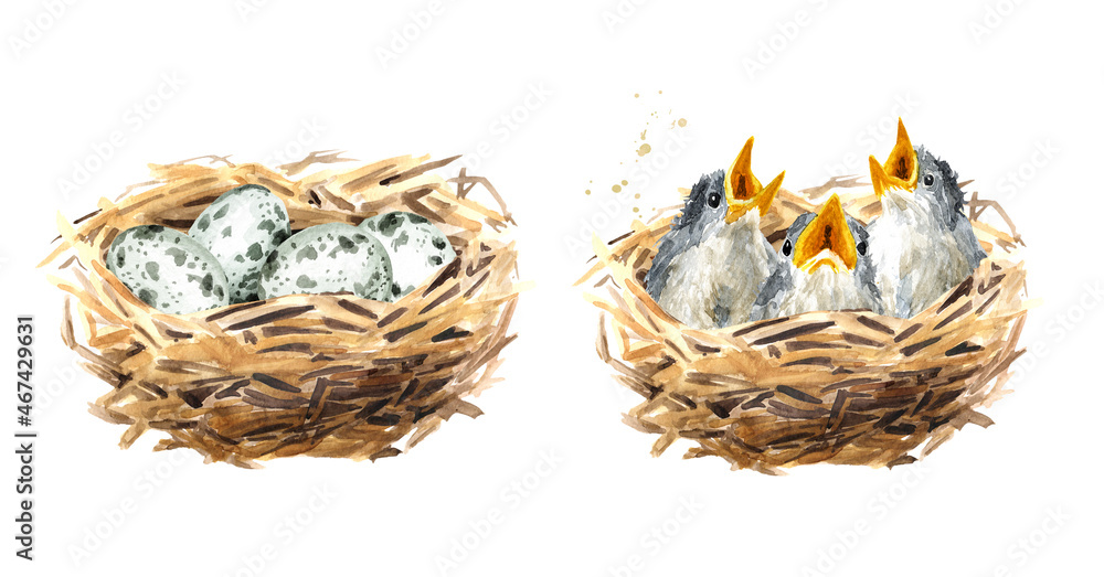 Wall mural Nest with eggs and with chicks set, Spring card concept. Watercolor hand drawn illustration, isolated on the white background