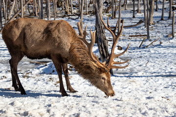 Fototapeta premium Male reindeer (caribou) eating in the snow