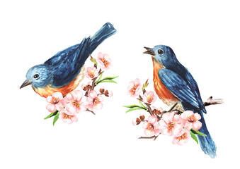 Bird sitting on a cherry blossom branch set. Spring card concept. Watercolor hand drawn illustration isolated on the white background