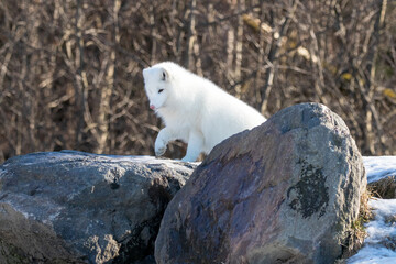 Adorable white arctic fox with a pink nose about to pounce