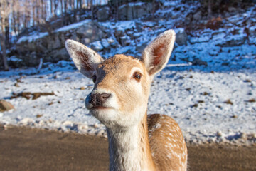 Closeup portrait of a young fallow deer