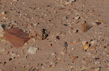 Small lizard runs in the desert