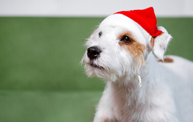 Jack Russell Terrier in santa hat on green sofa christmas close