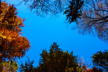 Obraz premium View of beautiful treetops in autumn sunny time under blue sky