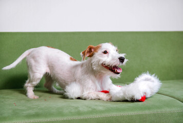 Jack Russell Terrier with santa hat on green sofa christmas happy