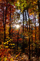 Beautiful forest shining in autumn colors, in the background the sun shines and warm rays create this beautiful view