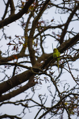 Parakeet in a tree