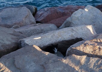 Small alley kitten near marine beach