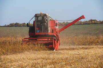 Obraz premium Red combine harvesting a crop of soybeans
