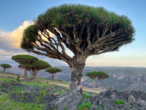 Dragon tree forest, endemic plant of Soqotra island, Yemen. High quality photo