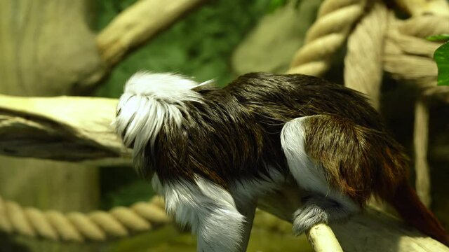 Tamarin Gralla is a subspecies of the black-backed tamarin