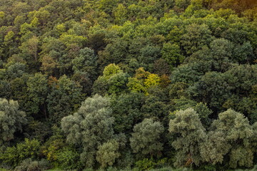 Aerial view Rubber tree forest, Top view of rubber tree and leaf plantation