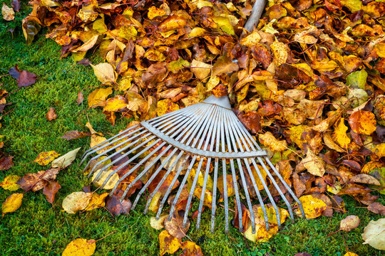 Golden fall leaves with rake on green lawn
