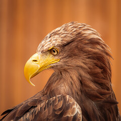 ...Steinadler.....