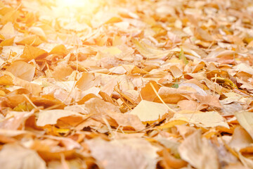 Fototapeta premium Fallen autumn foliage on a bright sunny day, with a sunny glow.