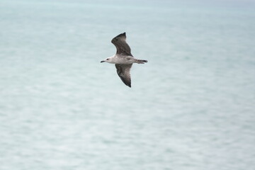 Möwe im Flug / Möwe im Flug