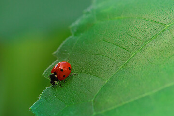 ...........Marienkäfer...........