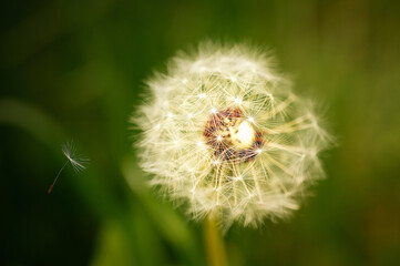 ...Pusteblume..........