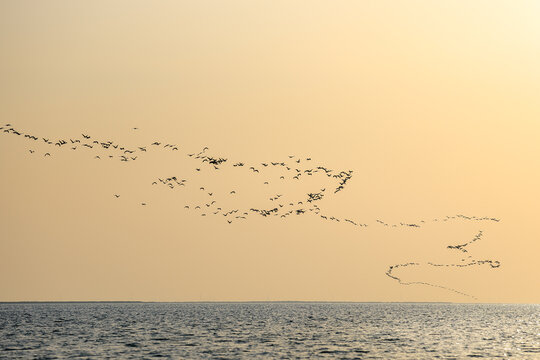 A flock of birds during autumn migration. Birds migration over Persian Gulf at sunset or sunrise.
