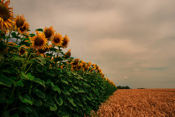 ........Sonnenblumenfeld.....