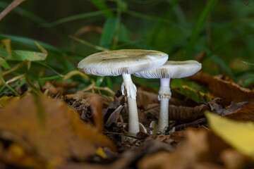 Autumn delicate, beautiful mushroom macro close up of fruiting fungi on a fallen rotting tree with moss during soft overcast light in a open broad leaved woodland forest floor