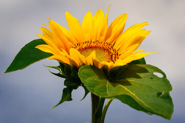...Sonnenblume....