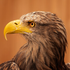 ...Steinadler - Portrait...