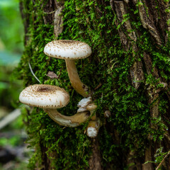 Group of edible wild mushrooms - honey agaric. Family of mushrooms. Fairy forest, the soft moss