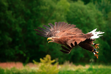 im Flug
