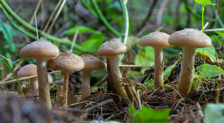Group of edible wild mushrooms - honey agaric. Family of mushrooms. Fairy forest, the soft moss