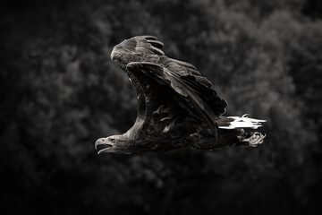 im Flug
