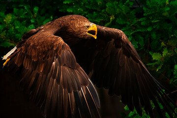 im Flug