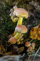 Autumn delicate, beautiful mushroom macro close up of fruiting fungi on a fallen rotting tree with moss during soft overcast light in a open broad leaved woodland forest floor