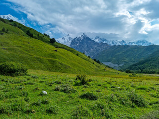 Naklejka na ściany i meble A panoramic view on the snow-capped peaks of Tetnuldi, Gistola and Lakutsia in the Greater Caucasus Mountain Range in Georgia, Svaneti Region. Hills with lush pastures, sharp peaks, wanderlust. 