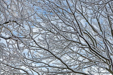 snow covered shrubs with a clear blue sky