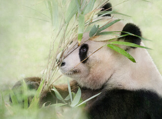 Fototapeta na wymiar Panda Eating Bamboo