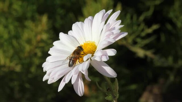 Bees collect nectar and pollen from chrysanthemum flowers.
Autumn flowers of chrysanthemum give bees the last nectar and pollen.
