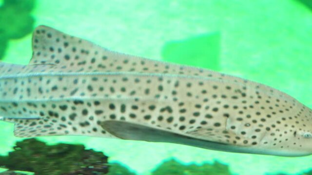 The only species of the zebra shark family