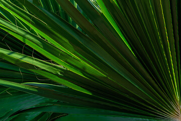 Palm tree green close up background, natural texture leaves