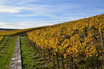 Naklejka premium CHABLIS VIGNOBLE GRAND CRU GRENOUILLES 